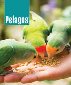 EksenGlobal Kozmetik pelagos.com.tr İş Ortakları
